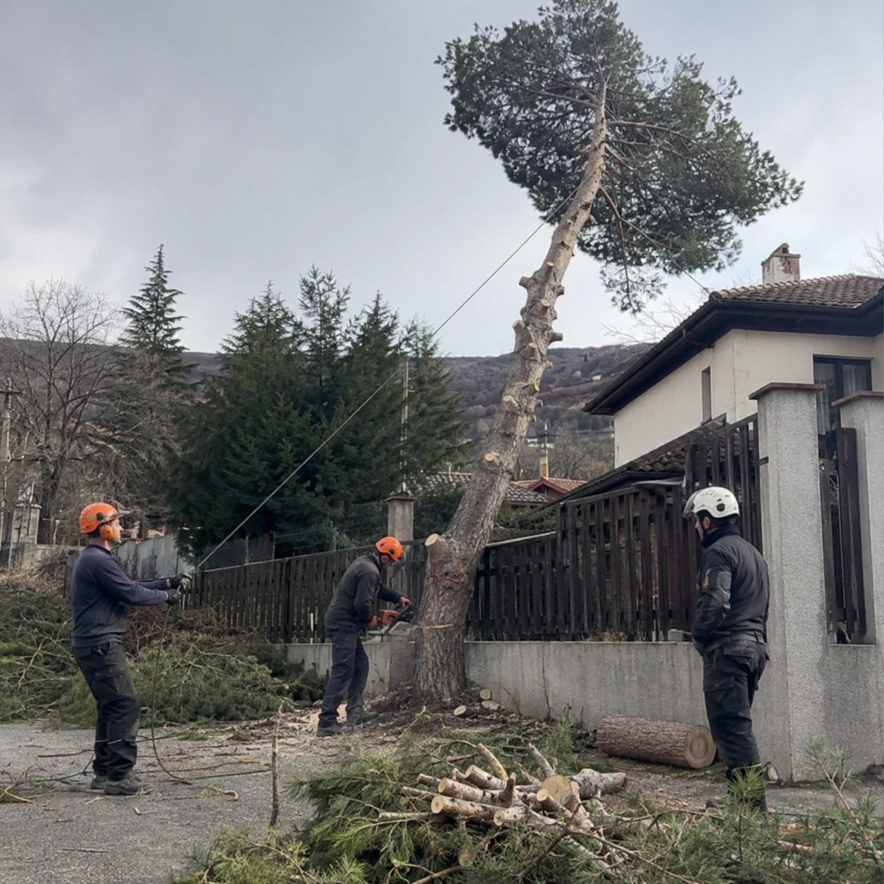 Рязане на опасно дърво край Перник — DB-Clean